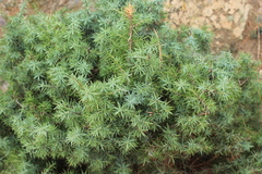 Juniperus