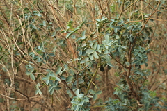 Adenocarpus anagyrifolius image