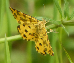 Pseudopanthera macularia