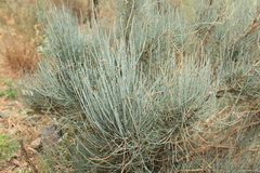 Ephedra major