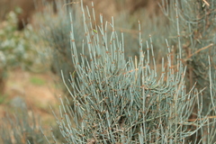 Ephedra major