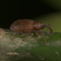 Ceratopus dorytomoides