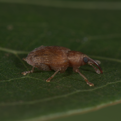 Ceratopus dorytomoides