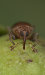 Ceratopus dorytomoides