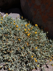 Senecio volckmannii