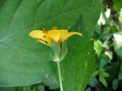 Sclerocarpus divaricatus