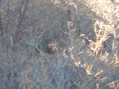 Odocoileus hemionus