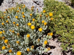 Senecio volckmannii