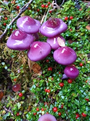 Cortinarius magellanicus