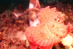 Taenianotus triacanthus