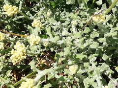 Helichrysum