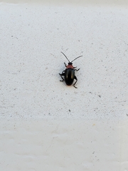 Disonycha xanthomelas