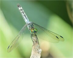 Micrathyria pseudeximia