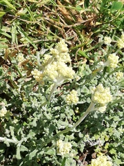 Helichrysum