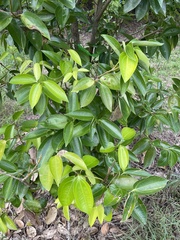 Cinnamomum verum