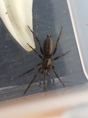 Gnaphosidae