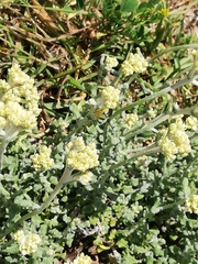 Helichrysum