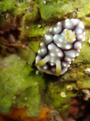 Goniobranchus geometricus
