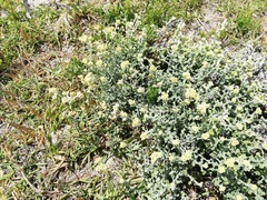 Helichrysum