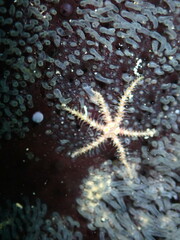 Ophiothela mirabilis