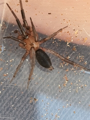 Gnaphosidae