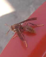 Polistes