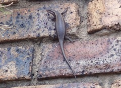 Trachylepis punctatissima