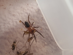 Gnaphosidae
