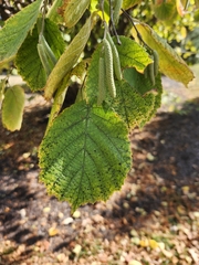 Corylus americana