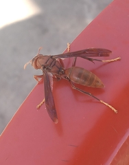 Polistes