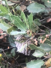 Eumenes mediterraneus