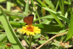 Calephelis braziliensis