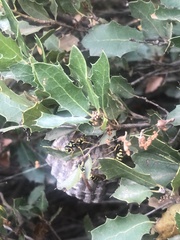 Eumenes mediterraneus