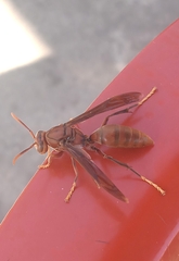 Polistes