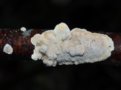 Trametes trogii