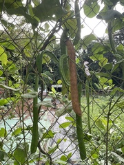 Canavalia ensiformis