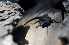 Sceloporus anahuacus