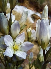 Gentianella multicaulis