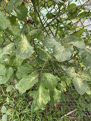 Canavalia ensiformis