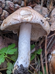 Hebeloma