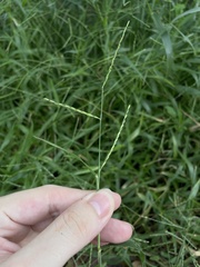 Urochloa distachya