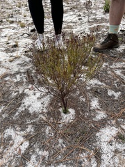 Hypericum tenuifolium