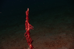 Solenostomus cyanopterus