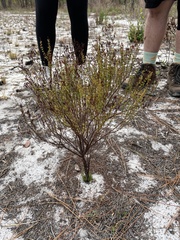 Hypericum tenuifolium