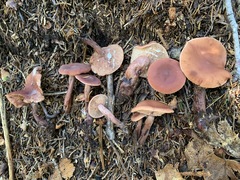 Lactarius camphoratus