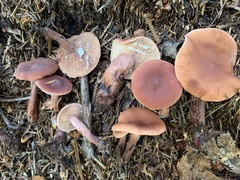 Lactarius camphoratus