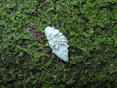 Coelostomidia