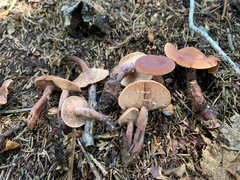 Lactarius camphoratus