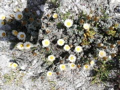 Helichrysum retortum