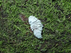 Coelostomidia